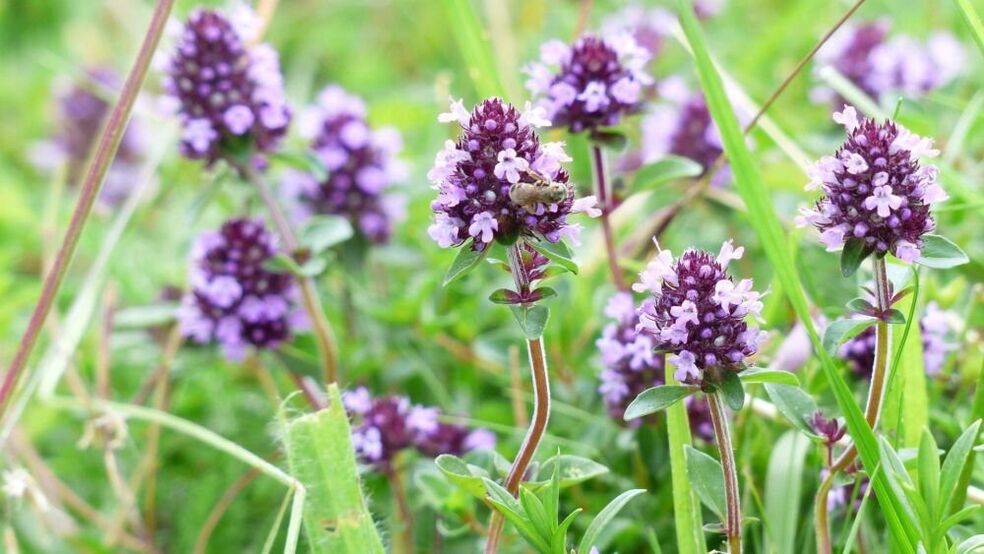 herb thyme for penis enlargement